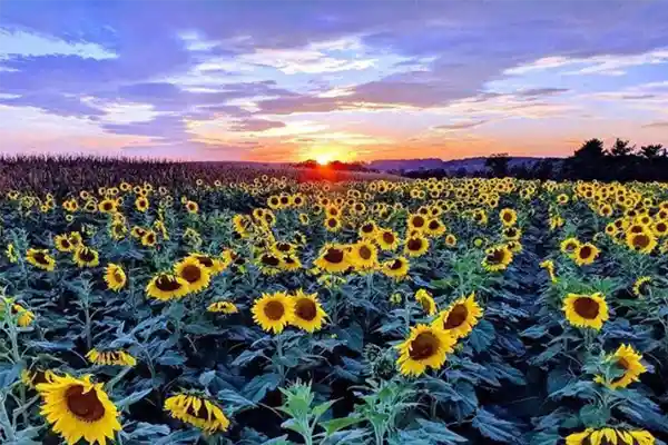 메릴랜드 리스본 해바라기 축제