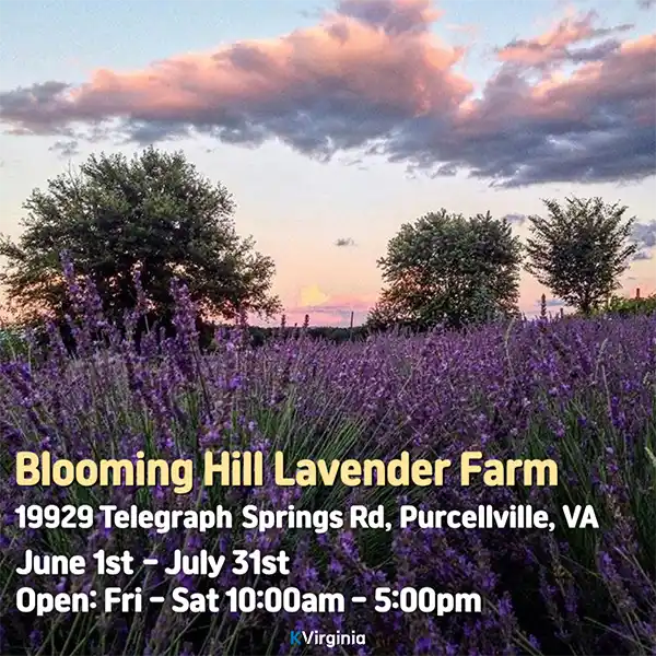 Blooming Hill Lavender Farm