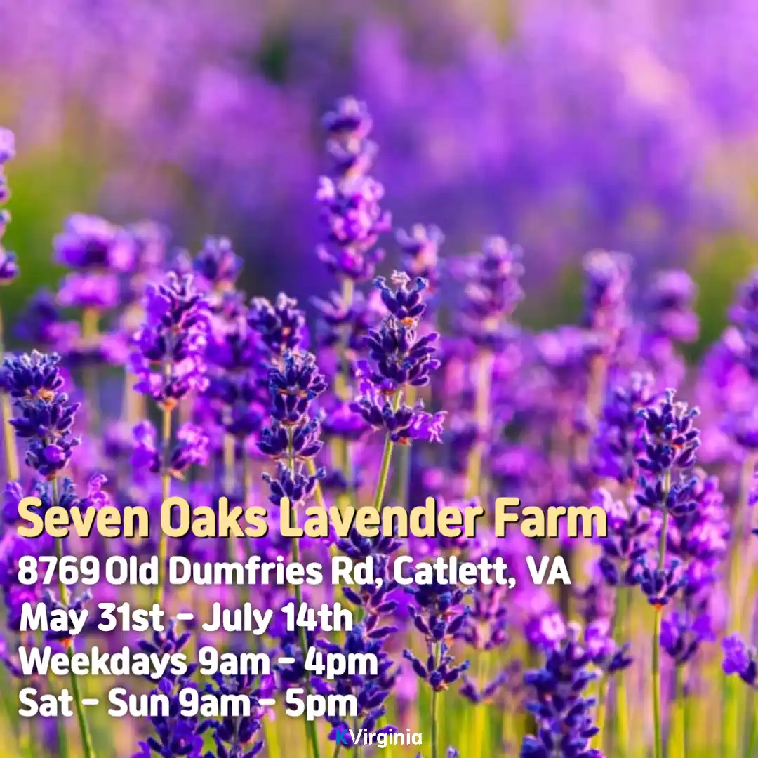 Seven Oaks Lavender Farm