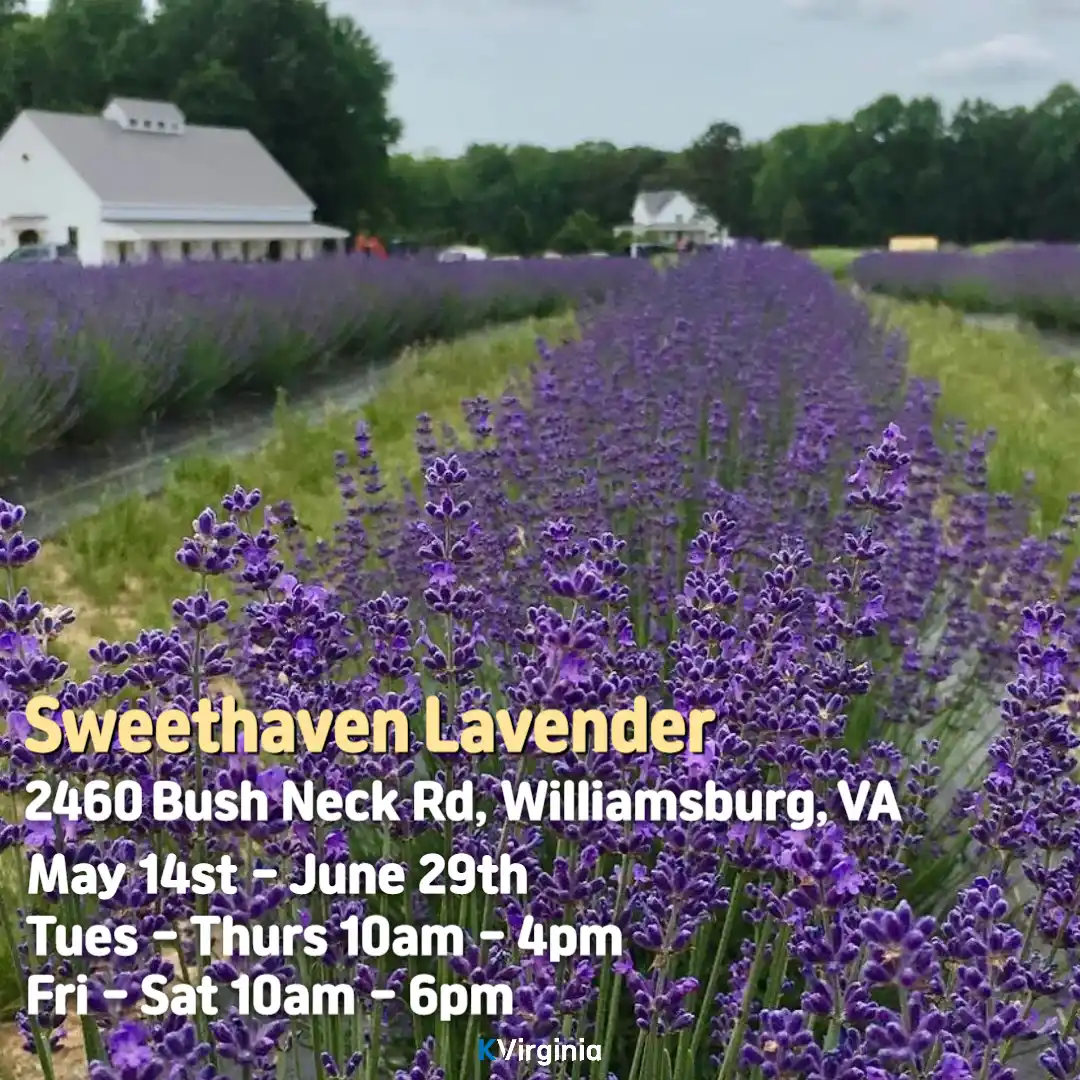 Sweethaven Lavender