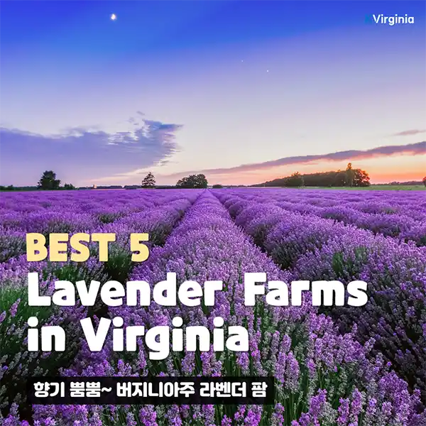 virginia lavender Farms